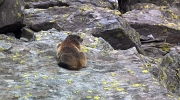 75 Marmotta...sulla terrazza fuori casa...